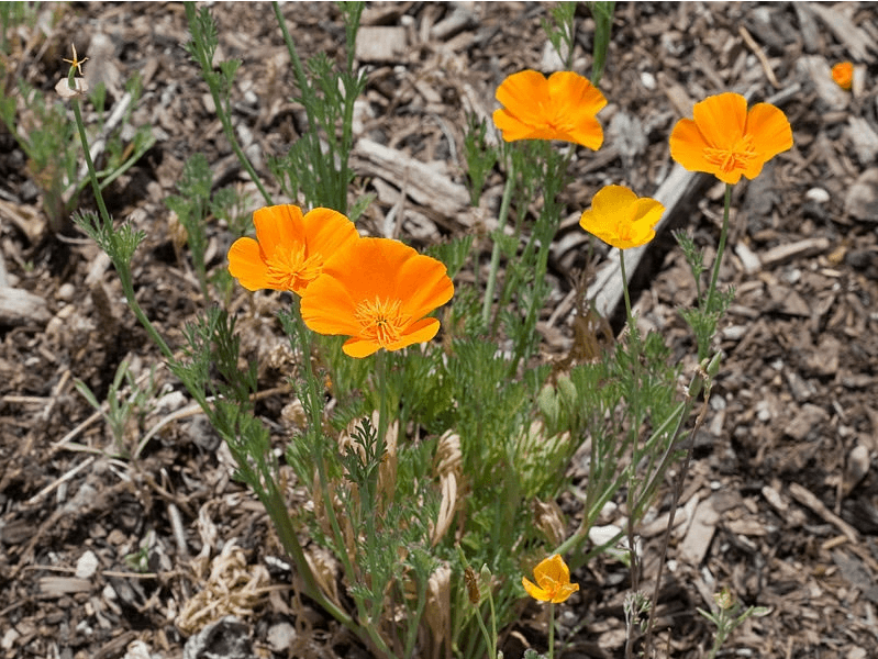 Escholzia Californica ( Californica Poppy) 20 Seeds
